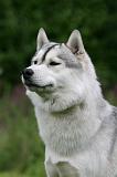 SIBERIAN HUSKY 996